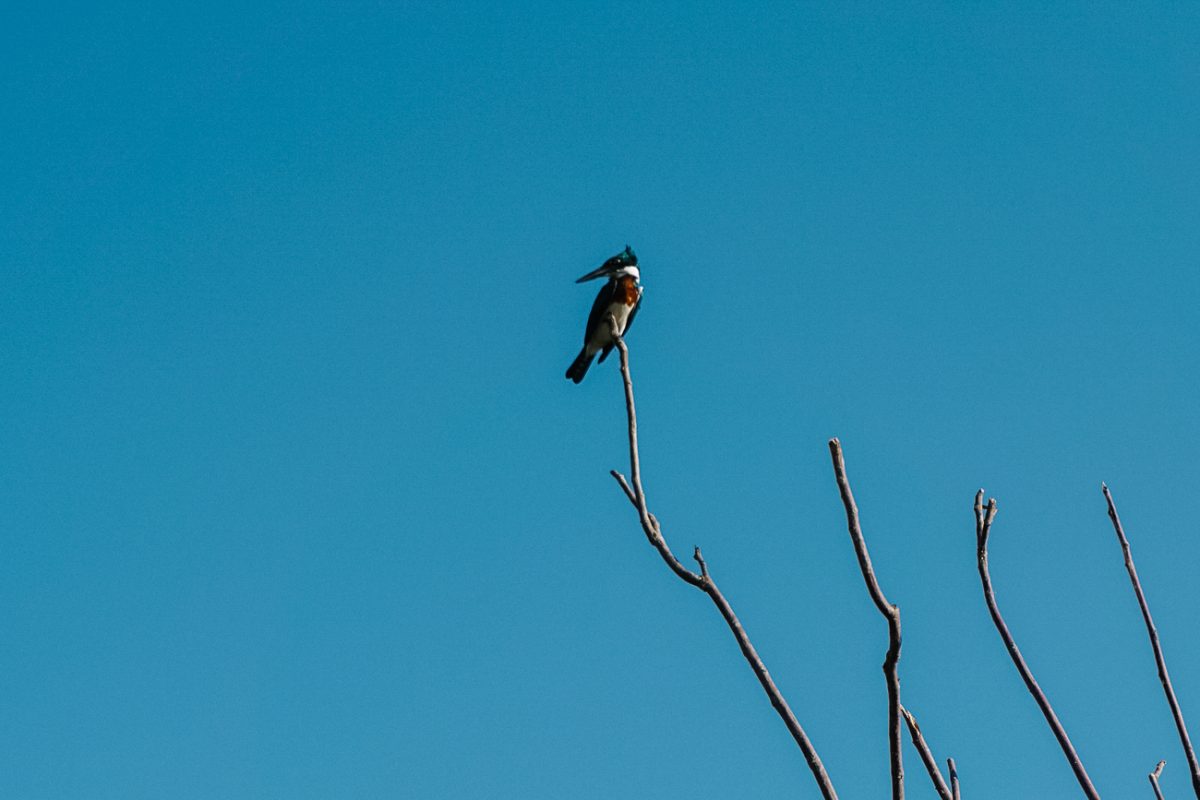 Birds around the Río Magdalena during a boat tour, one of my tips for what to do in Mompox Colombia.