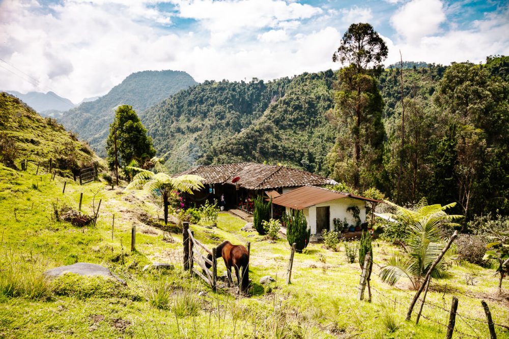 farm at Don Pedro in coffee region in Colombia