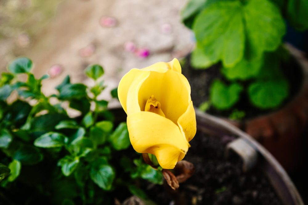 yellow flower in Colombia coffee region 