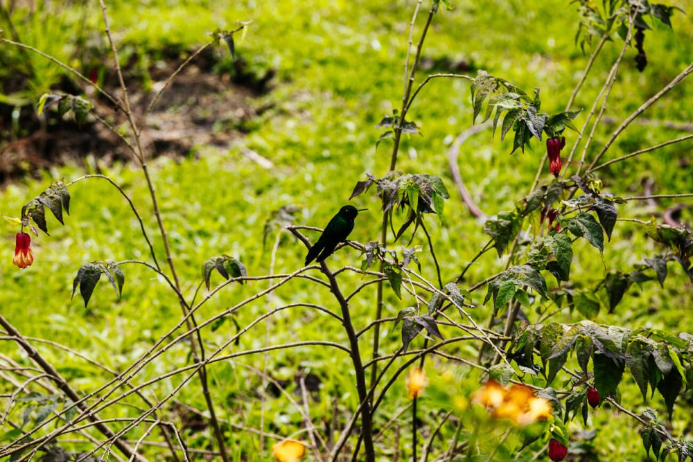 humming bird in Colombia