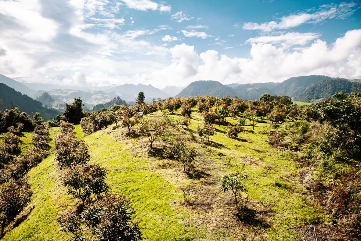 avocado plantation at El Nido del Condor ecolodge