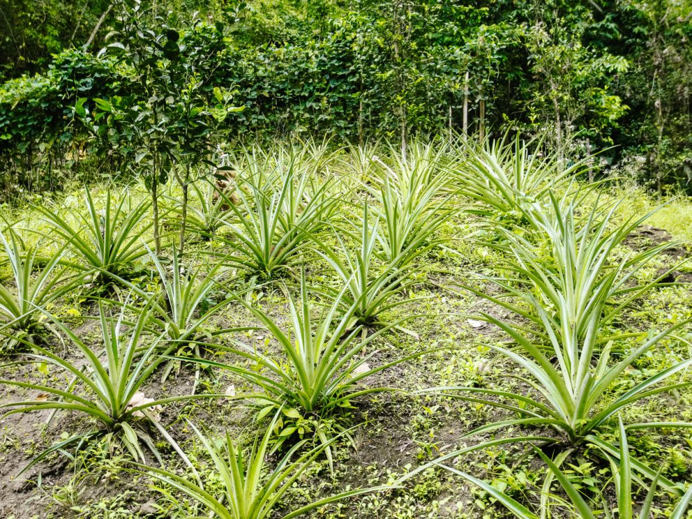 herban garden at One Love hotel Palomino Colombia