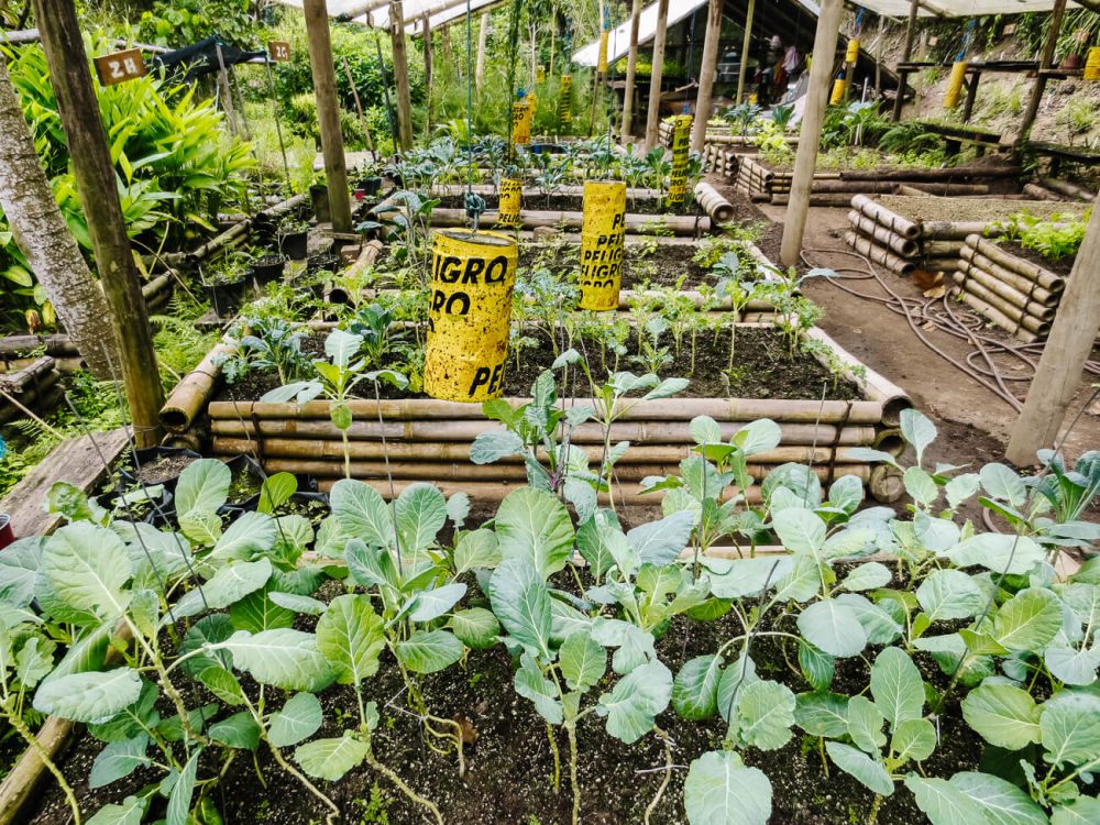 herbal garden at One Love hotel Palomino Colombia