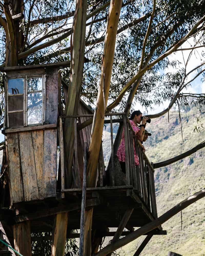 One of the best things to do when you are visiting Otavalo Ecuador and surroundings is to visit El Mirador de Oso Andino, a place to observe spectacles bears.