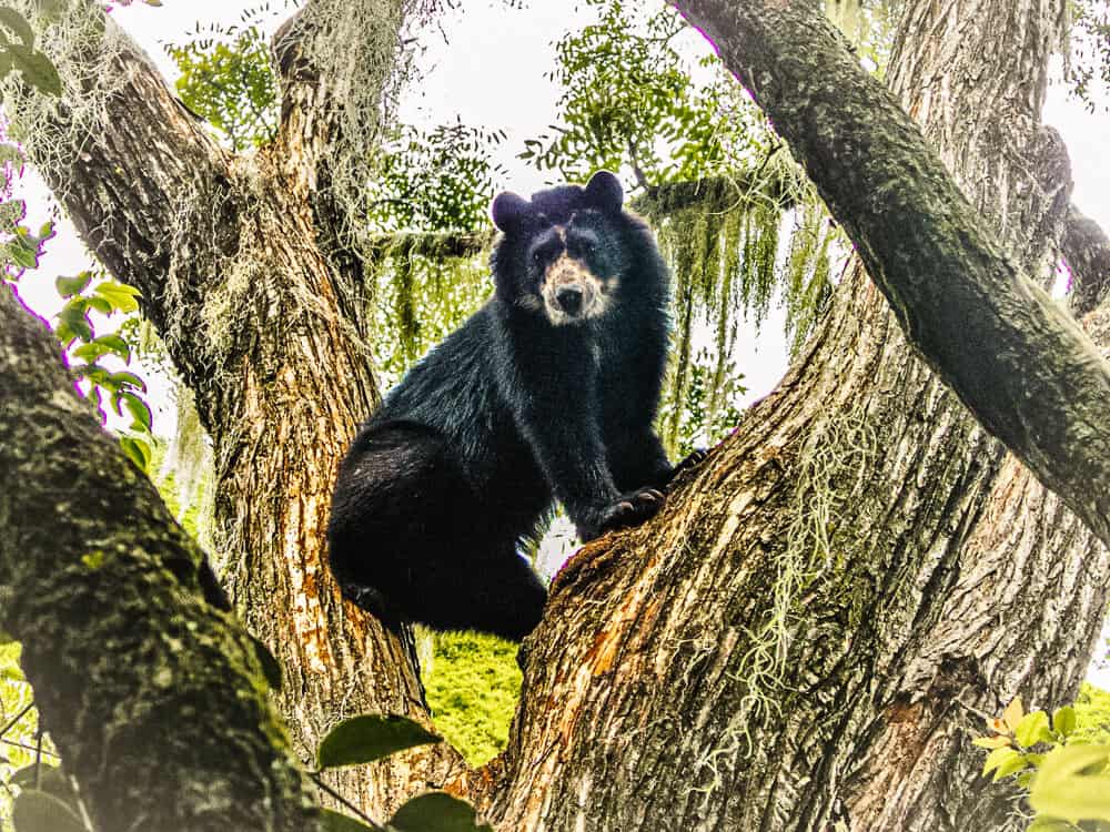 Spectacled Bears.