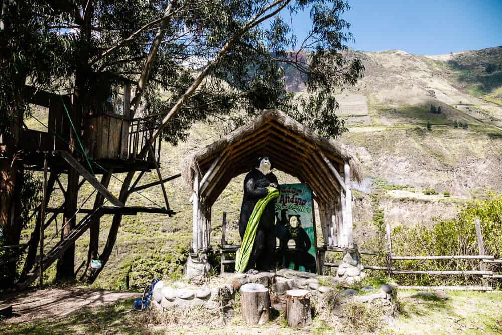 From Hacienda Piman you can go on a tour to El Mirador de Oso Andino, near Pimampiro, where you have a chance to see the spectacled bear.