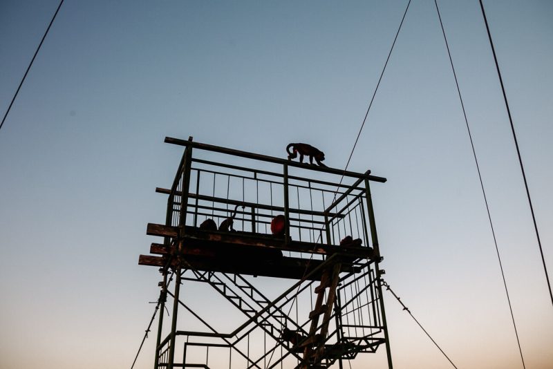 Canopy tower of Rainforest Expeditions with monkeys.