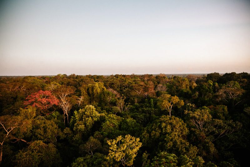 View from el mirador viewpoint of tambopata jungle. An acitivity by Posada Amazonas - jungle lodge Tambopata Peru.