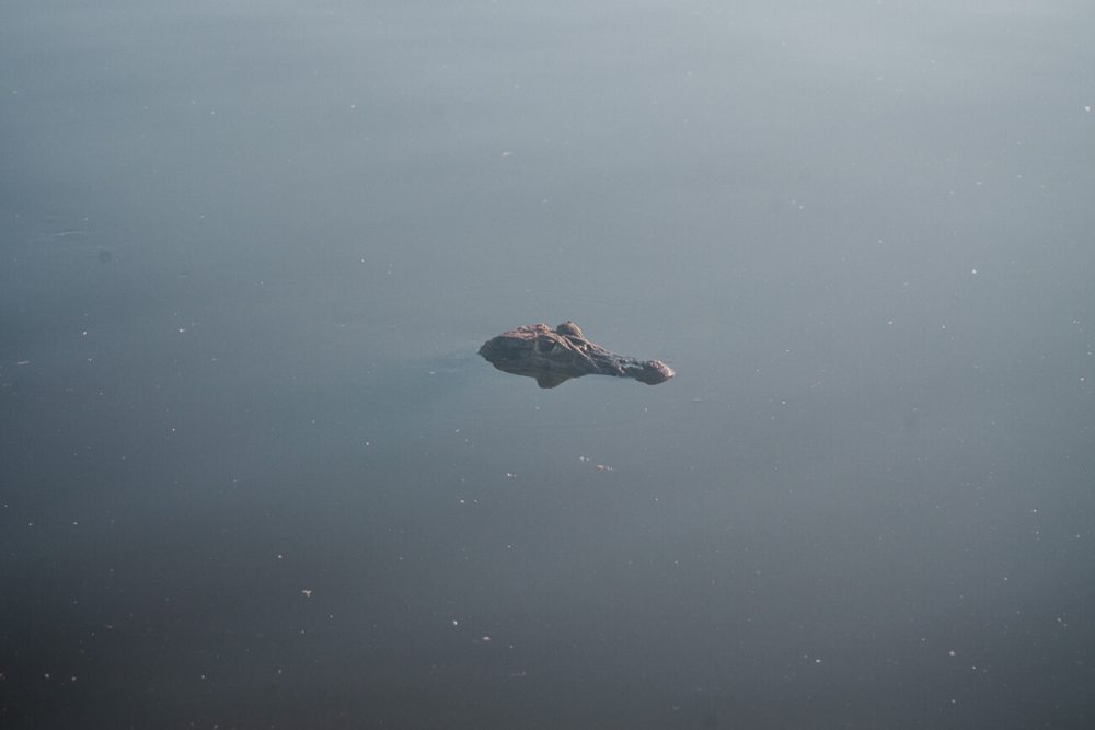 Caiman in Oxbow lake.