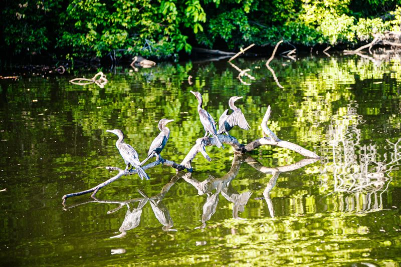 Birds on tree at Oxbow lake.