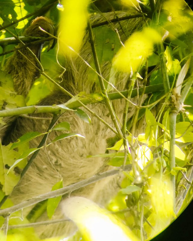 Sloth in tree.