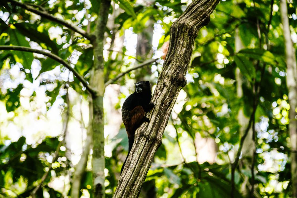 Tamarin monkeys.