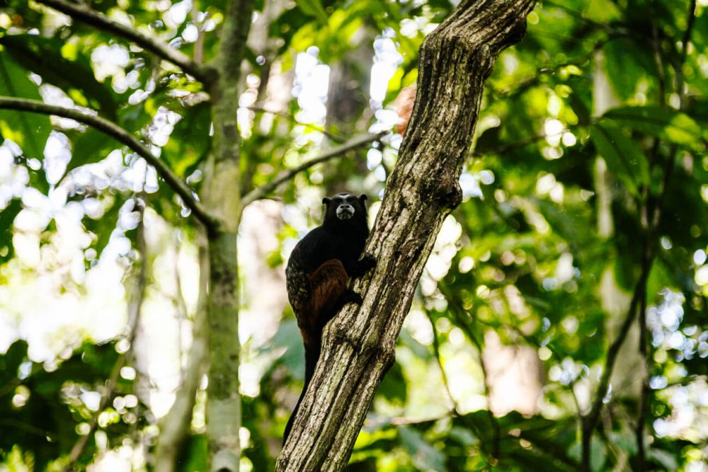 Tamarin monkey in tree.