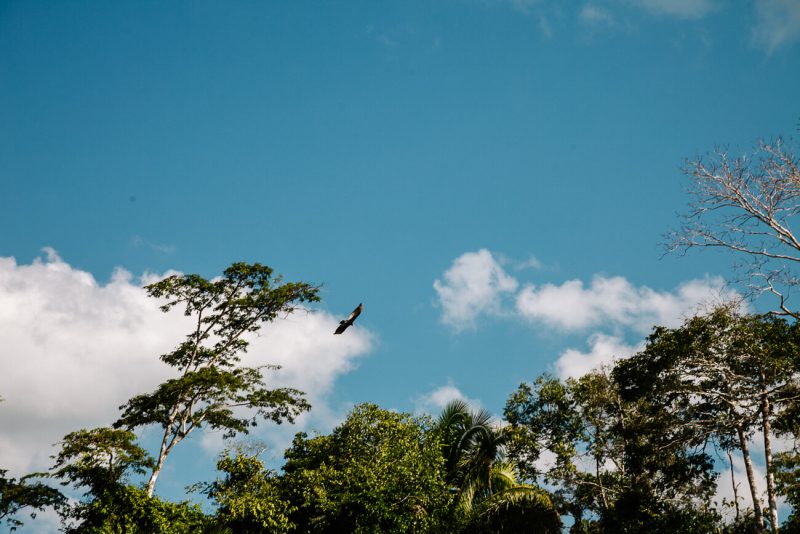 Birds in jungle