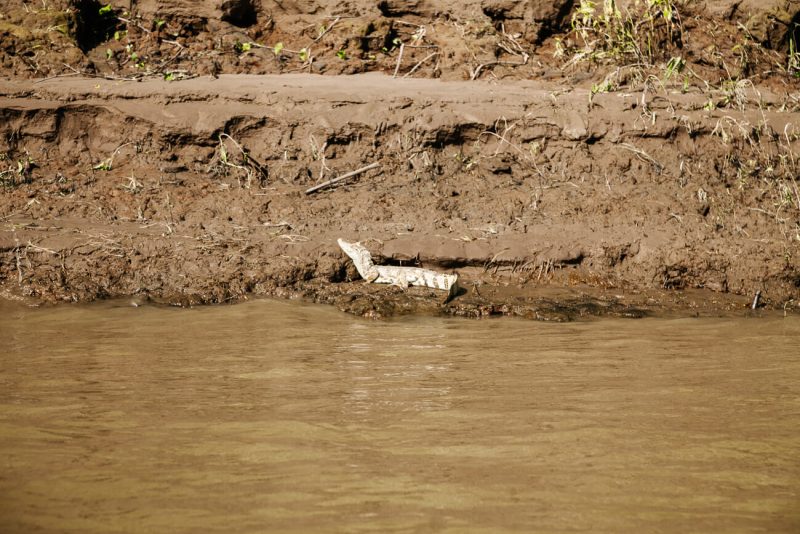 Caiman in Tambopata Peru