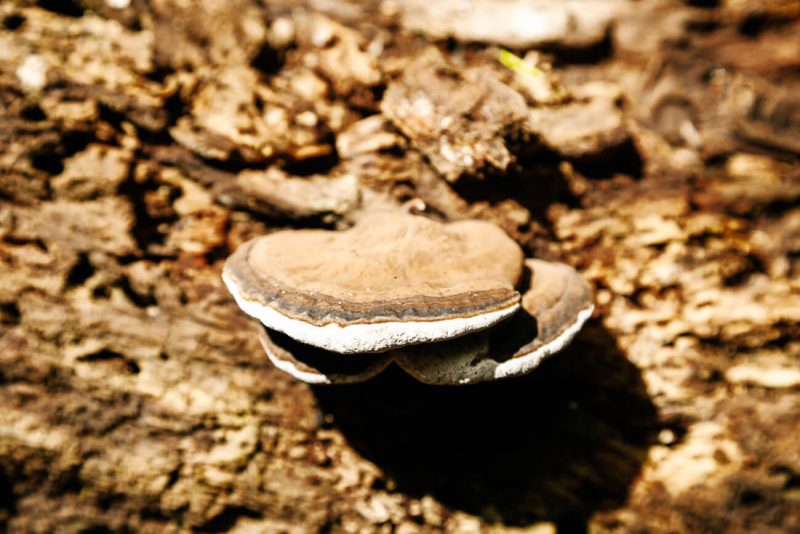 Mushroom in Amazon rainforest Peru.