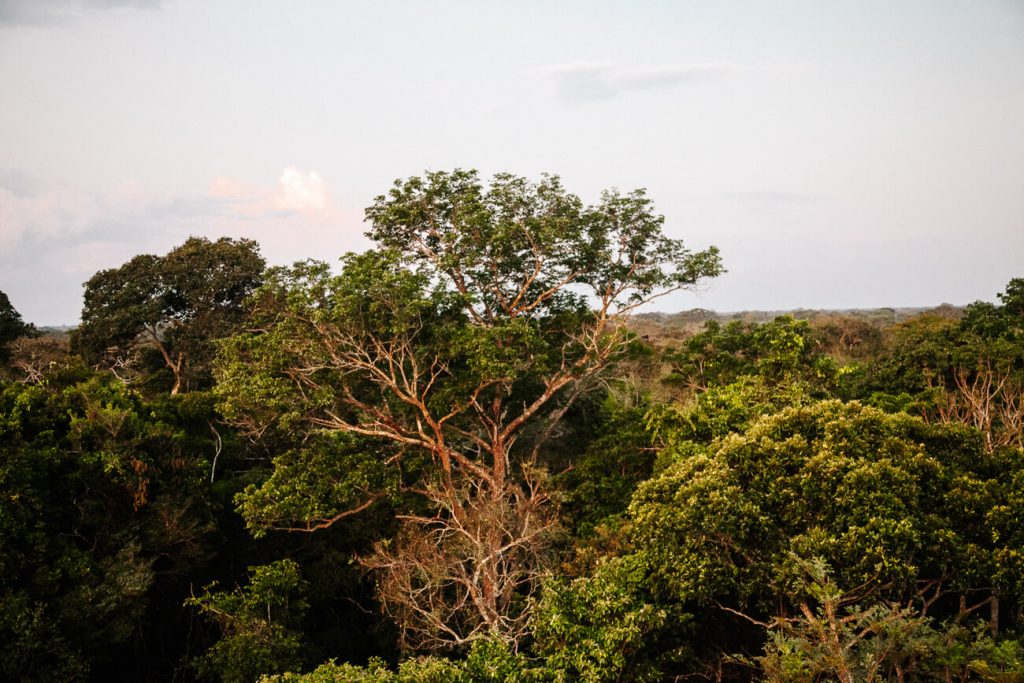 View from canopy tower over Tambopata jungle in Peru.