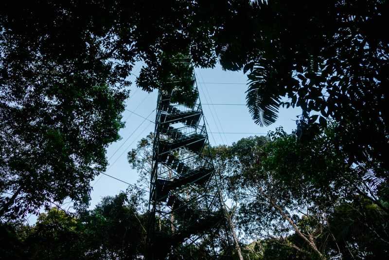 Tower with viewpoint at Refugio Amazonas - jungle lodge Tambopata Peru, by Rainforest Expeditions.