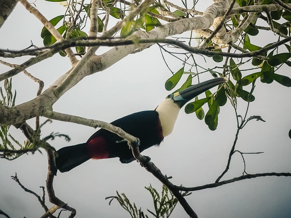 Toucan at tree in jungle.