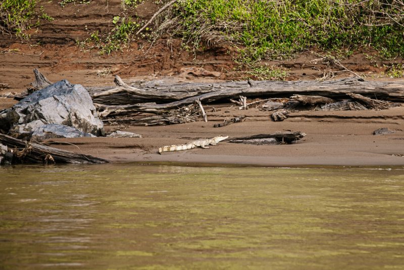 Caiman along river in jungle Peru.