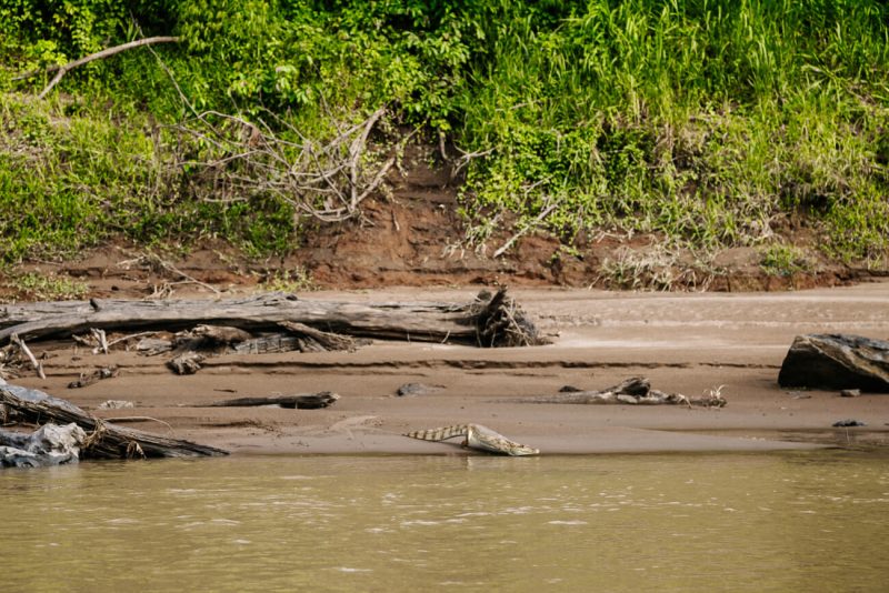 Caiman in Amazon rainforest Peru.