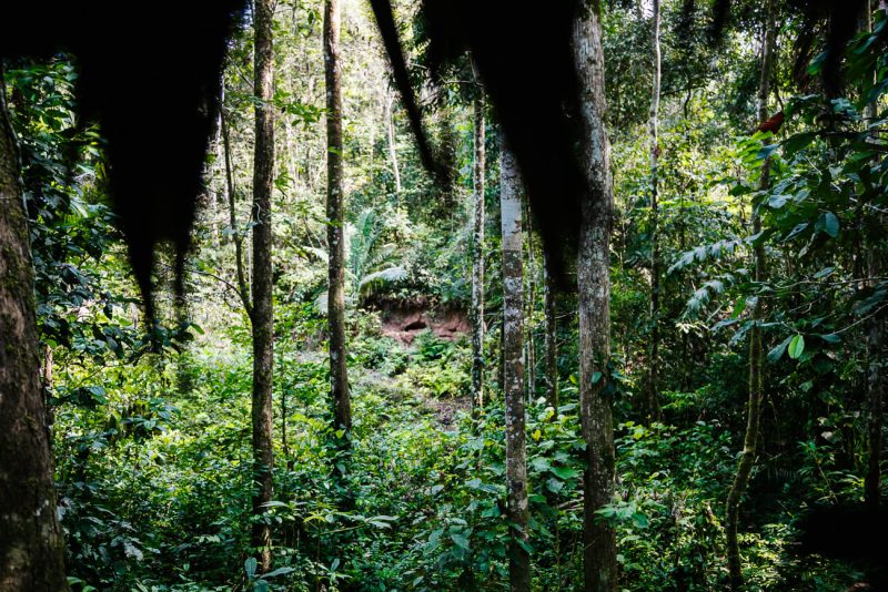 View of mammal clay lick, near Refugio Amazonas - jungle lodge Tambopata Peru, by Rainforest Expeditions. 