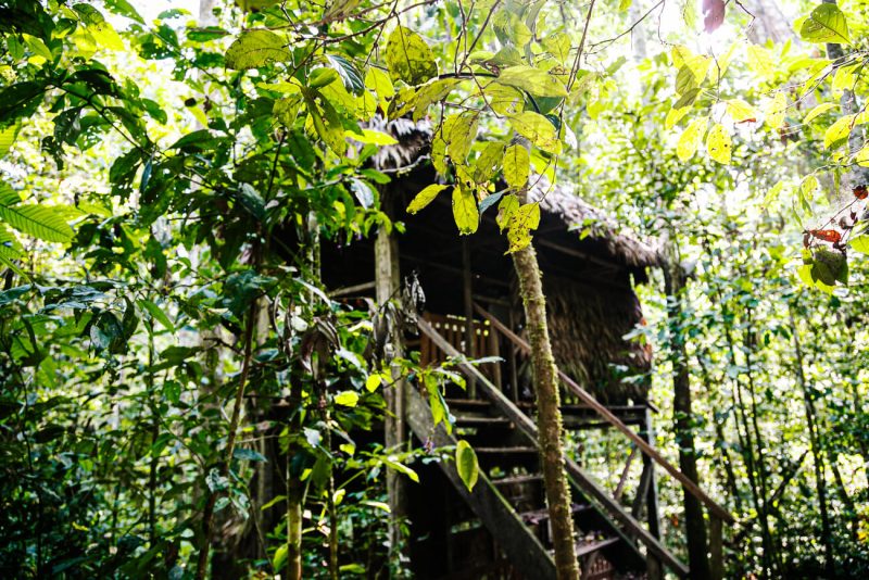 Mammal clay lick, near Refugio Amazonas - jungle lodge Tambopata Peru, by Rainforest Expeditions.