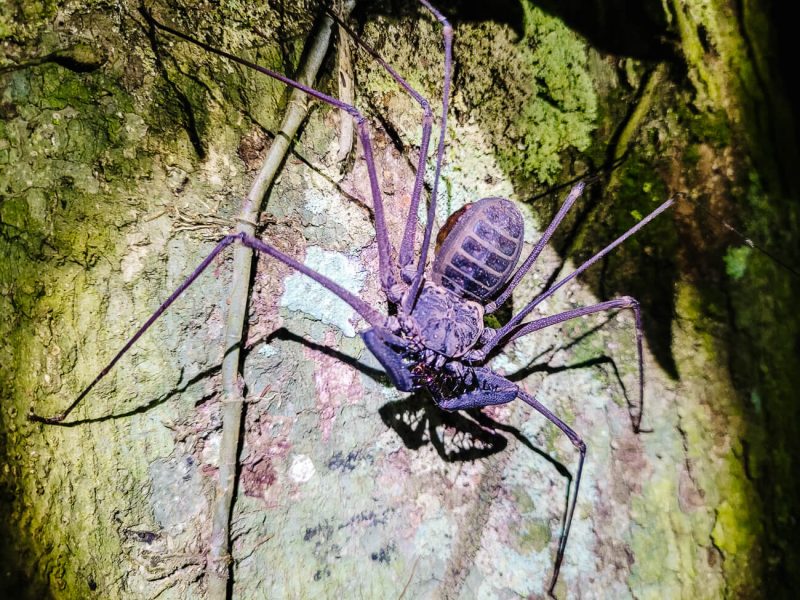 Big spider in Amazon rainforest Peru.