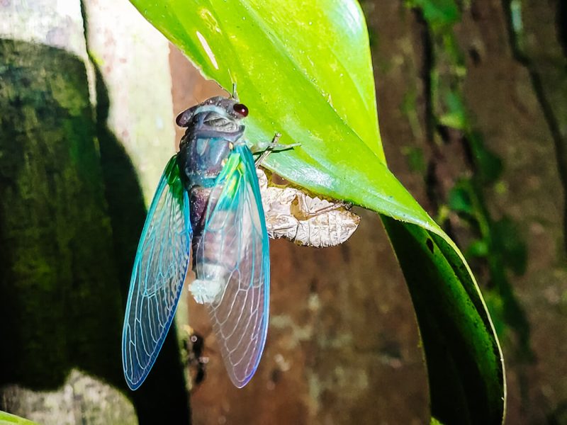 Flying bug in South America.