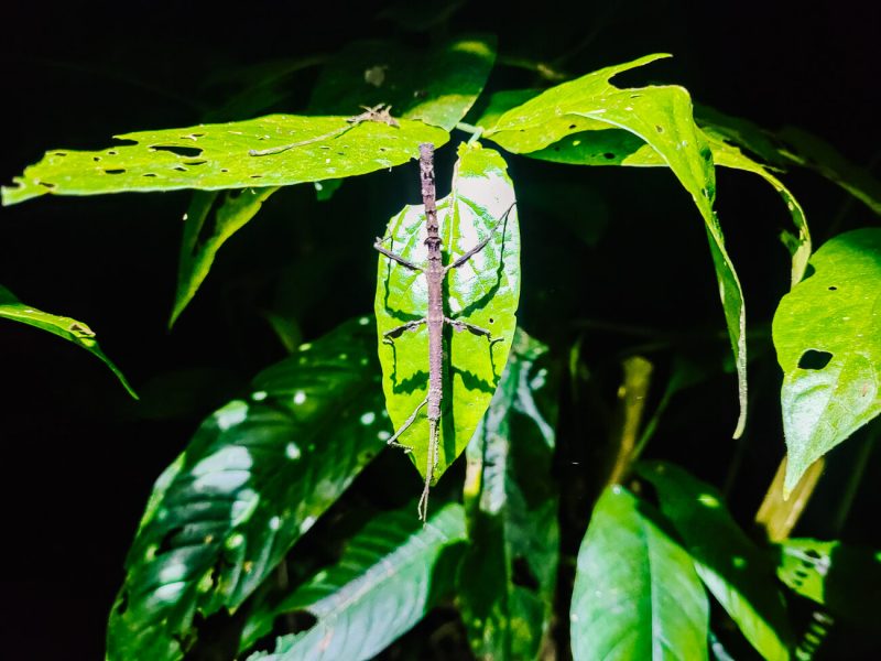 Stick insect on leaf.