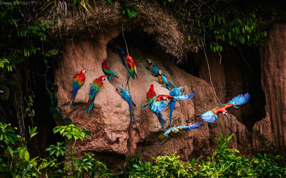 Clay Lick, along the Tambopata river in Amazon Rainforest of Peru, by Paul Bertner.