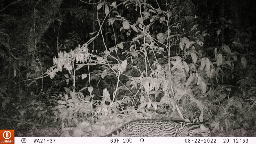 Camera images of a jaguar. Wired Amazon is researching the population of jaguars, monkeys and the harpy eagle in Tambopata Peru.