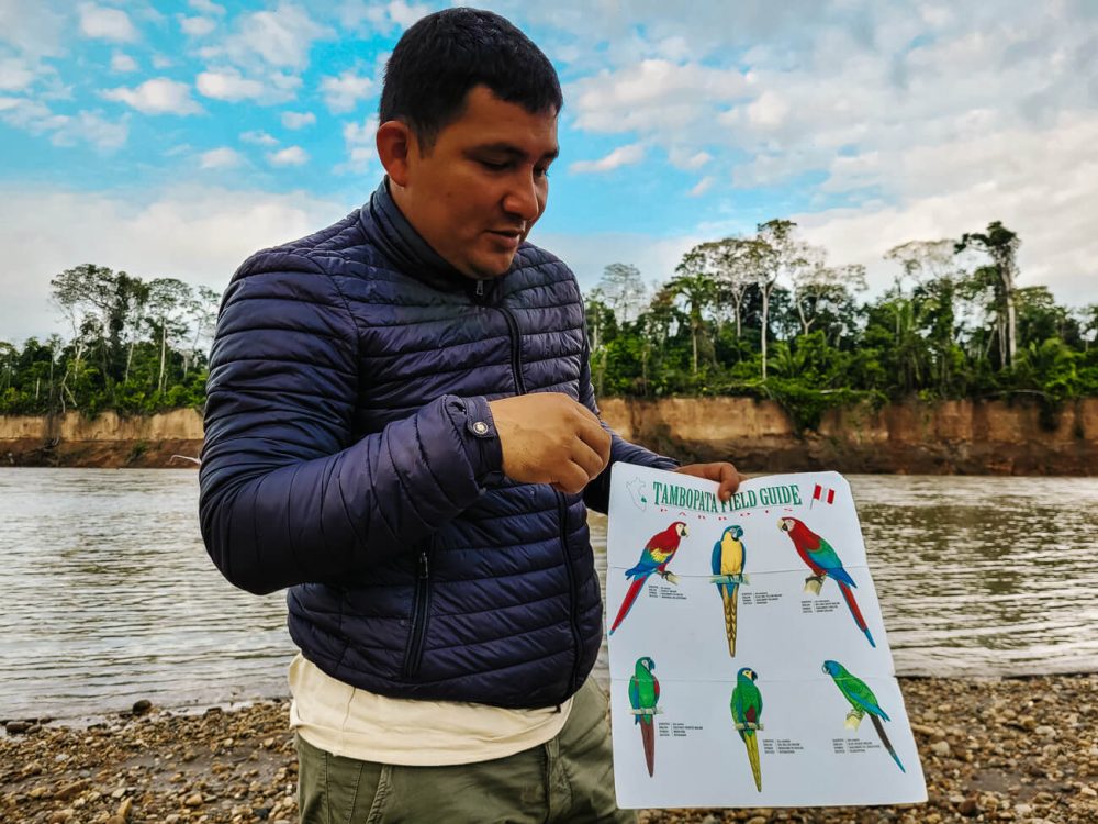 Guide of Rainforest Expeditions explains about macawas and clay lick at Tambopata river in Amazon rainforest of Peru.