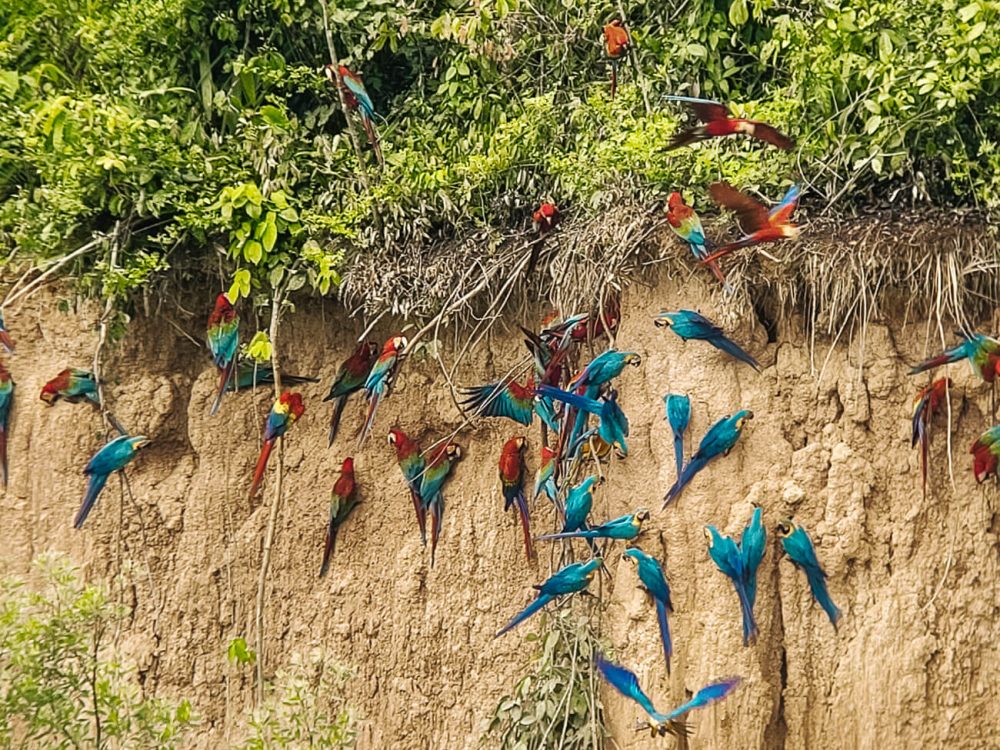 Clay Lick in Amazon rainforest Tambopata Peru.