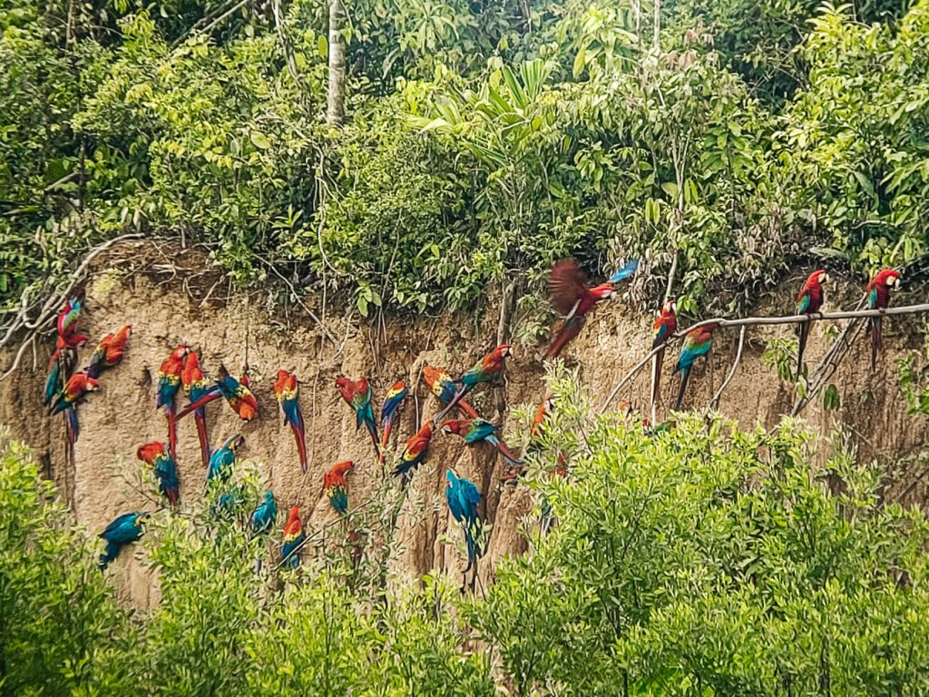 From Sacha Lodge, it's about an hour's boat ride to the clay lick, part of the Yasuní National Park in Ecuador.