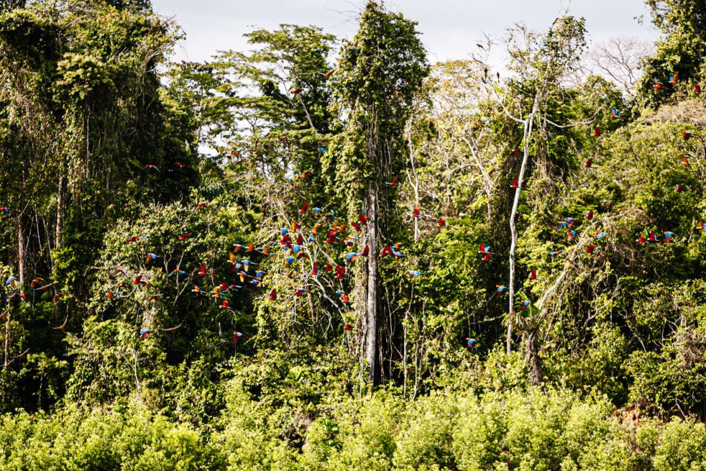 From Sacha Lodge, it's about an hour's boat ride to the clay lick, part of the Yasuní National Park in Ecuador.