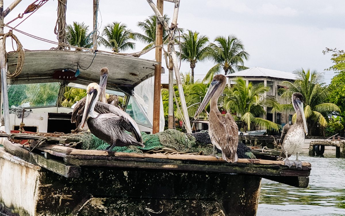 pelicans