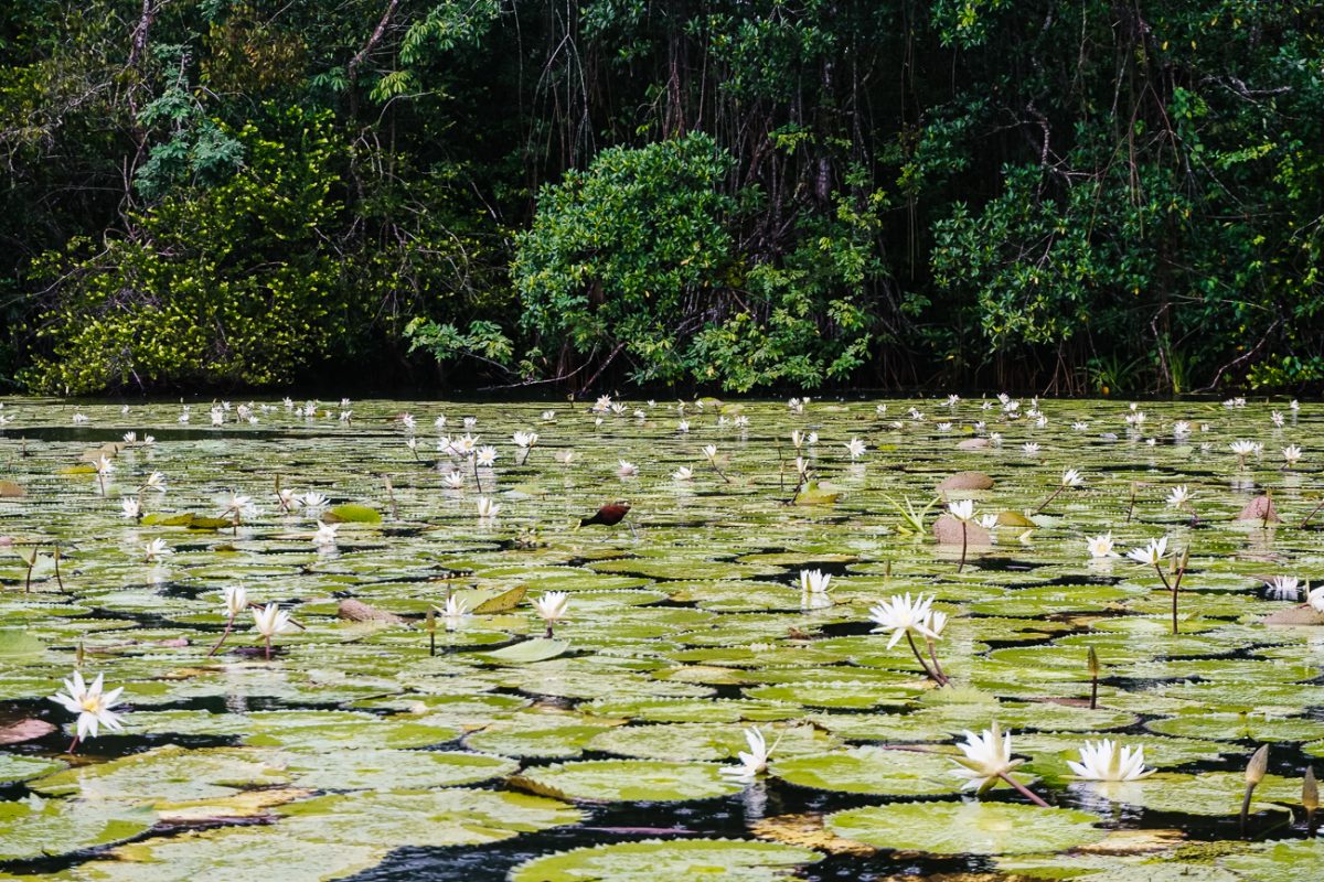 Rio Dulce Livingston boat trip