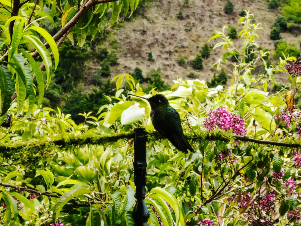 Hummingbird - one of the best things to do in Minca in Colombia is to go on a birdwatching tour.