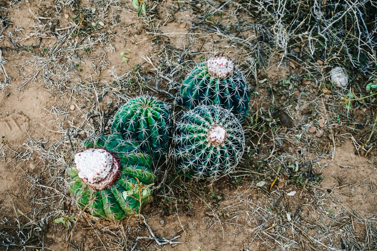 go on a hike with a guide in the desert and learn more about the surroundings and vegetation