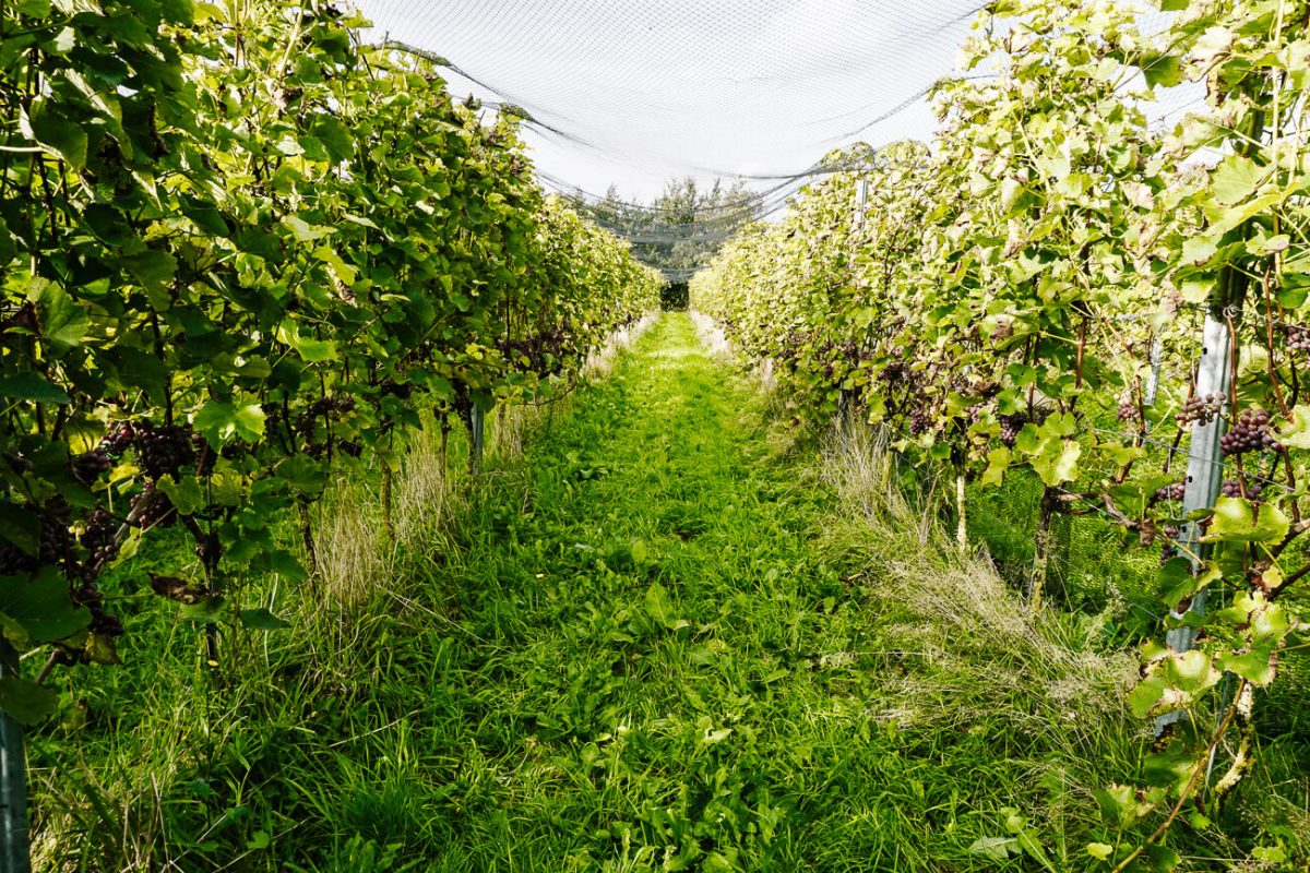 What to do on Texel Netherlands | taste regional products