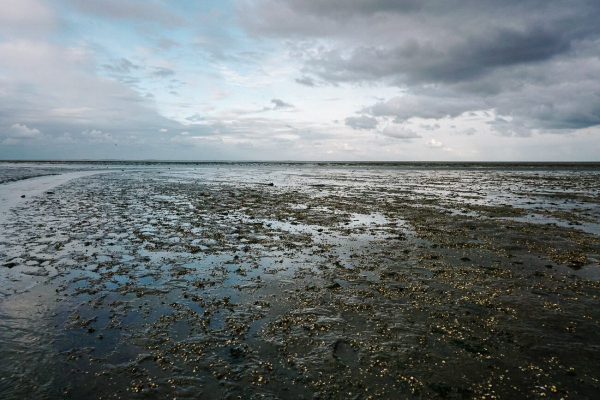 what to do on Texel| hike on the wad