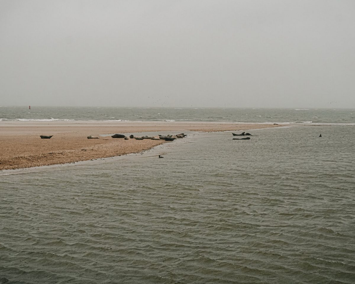 things to do on Texel | observe sea lions