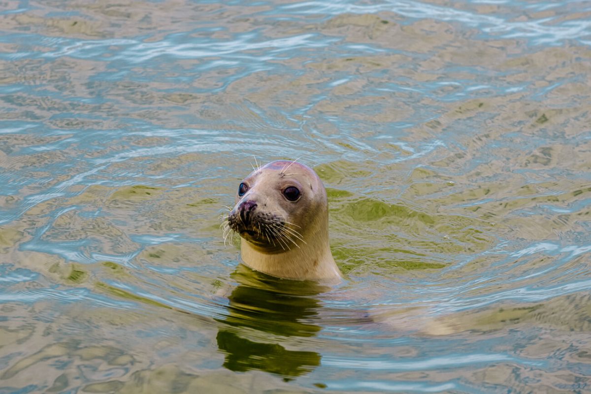 Wat te doen op Texel | 16 activiteiten + leuke tips!