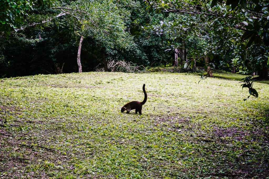 pisote in Tikal