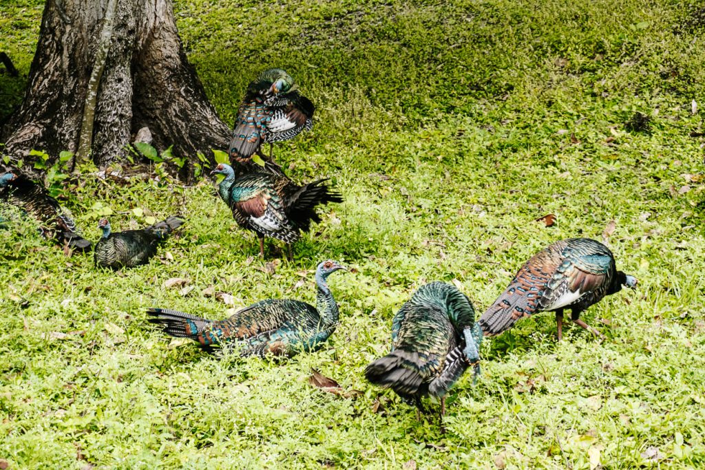 ocellated turkeys