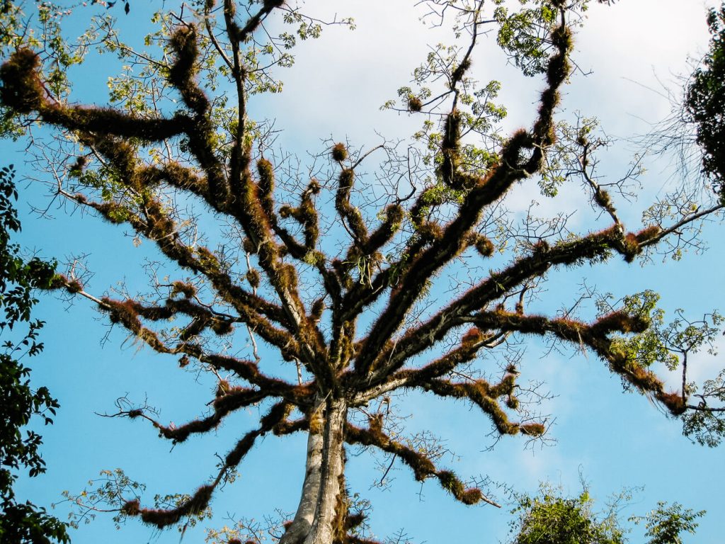 ceiba tree