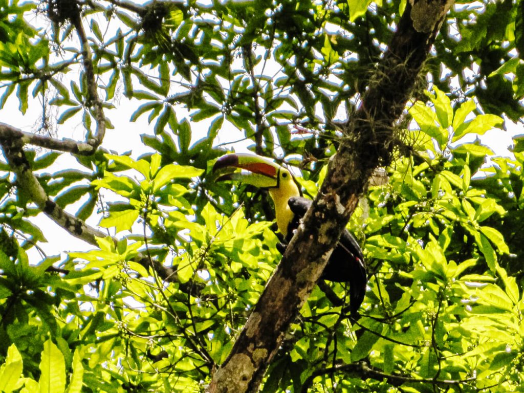 Bird in Tikal Guatemala.