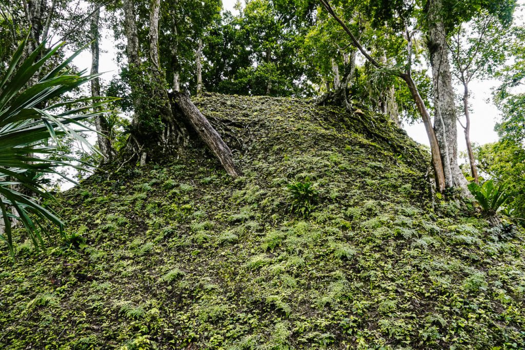 twin pyramids under vegetation to see during a day trip to tikal