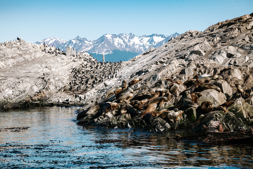 One of the best things to do during your one day in Ushuaia itinerary is a trip on the Beagle channel to spot sea lions.